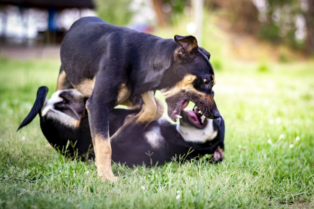 2 dogs play fighting in the grass