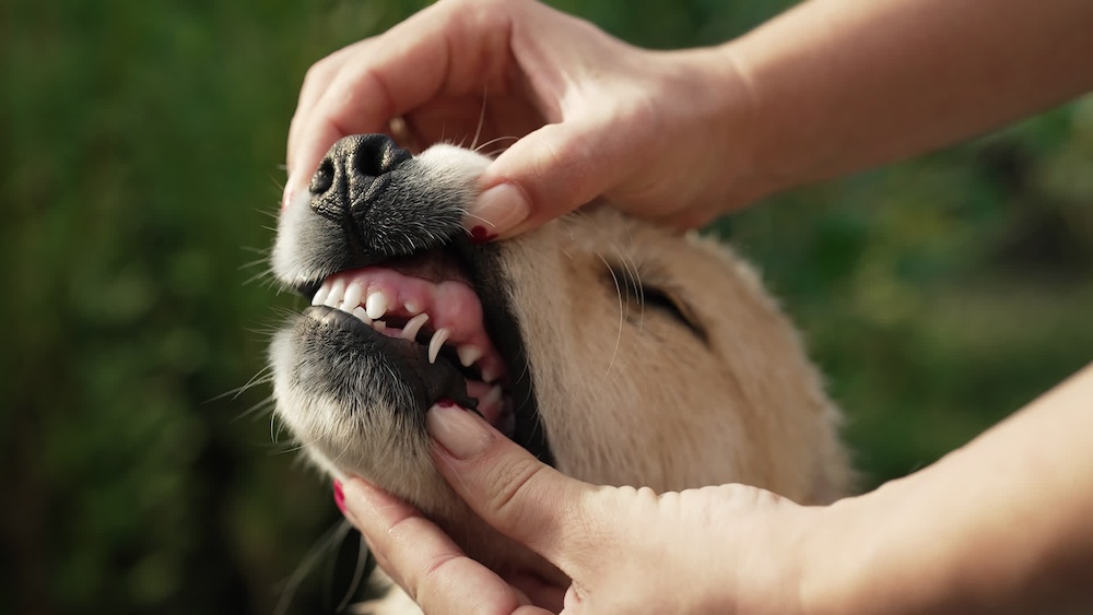 a person looking at dogs teeth
