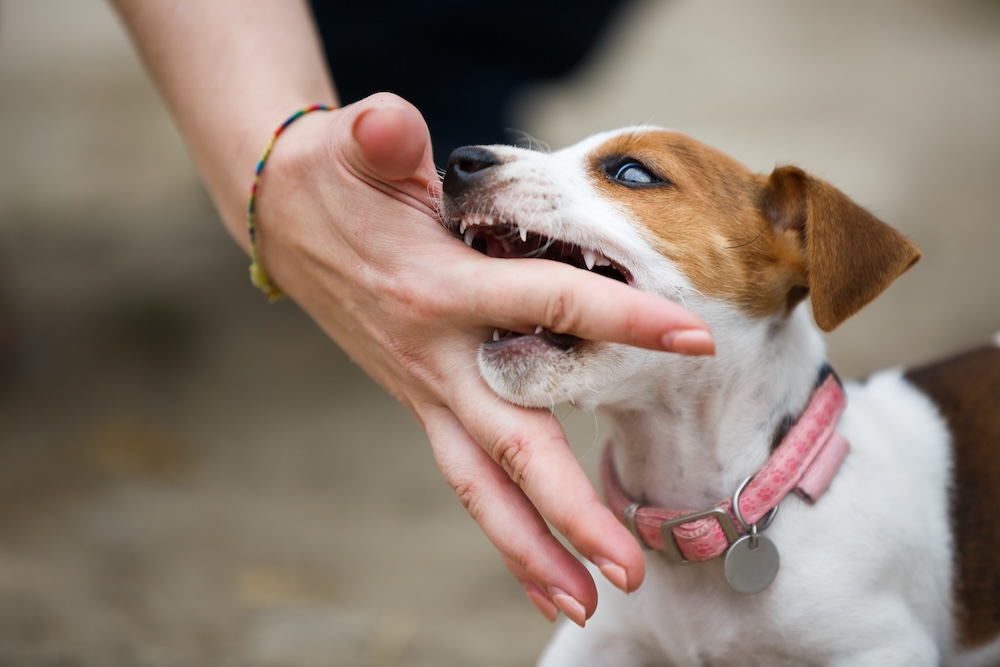 dog bitting human hand