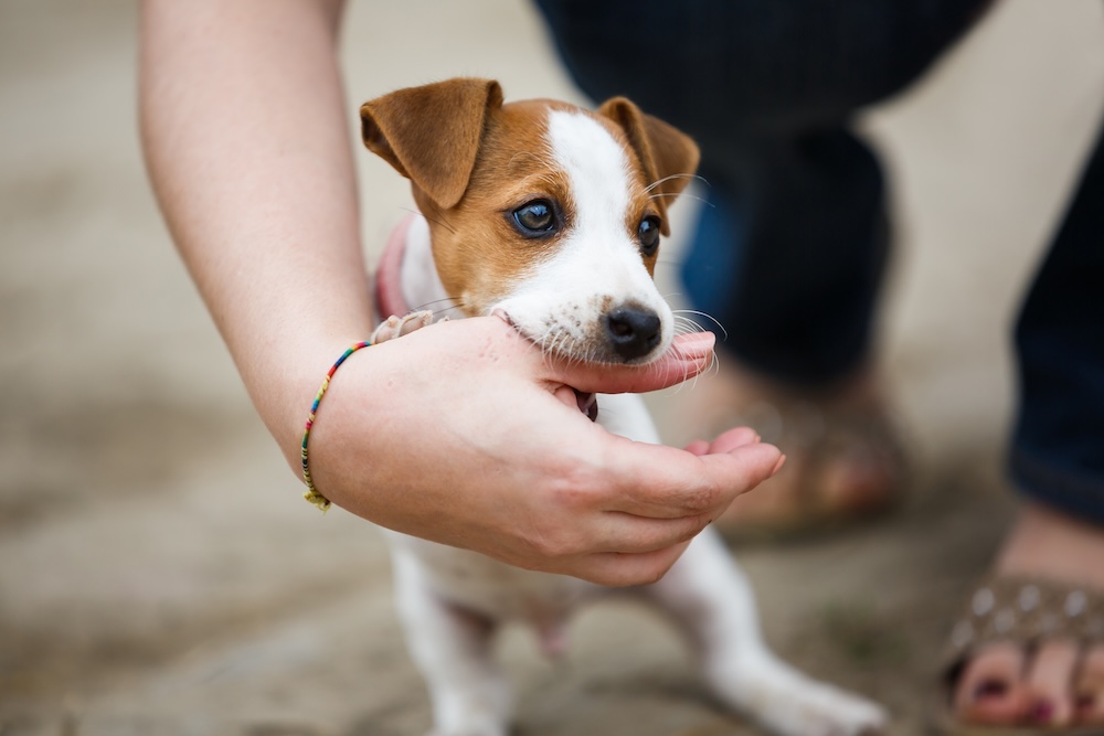 a dog biting a human hand