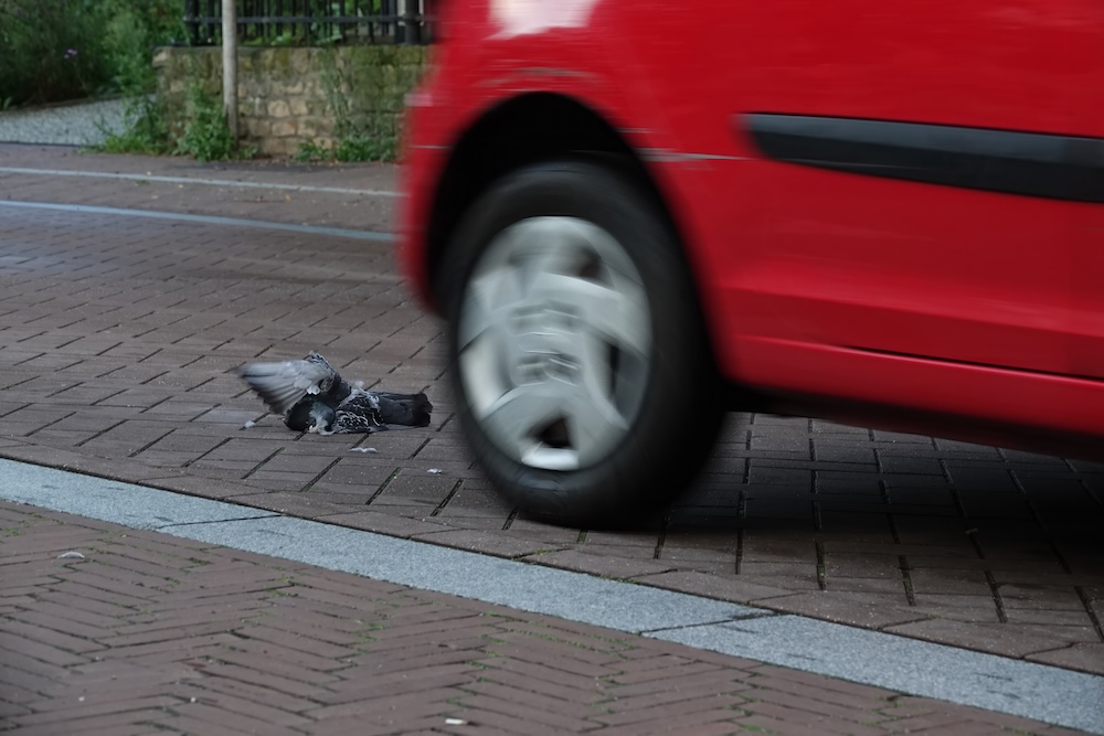 a car hitting a bird